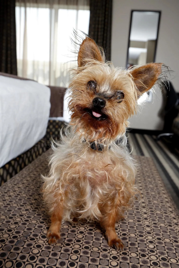 Best Western Blairmore