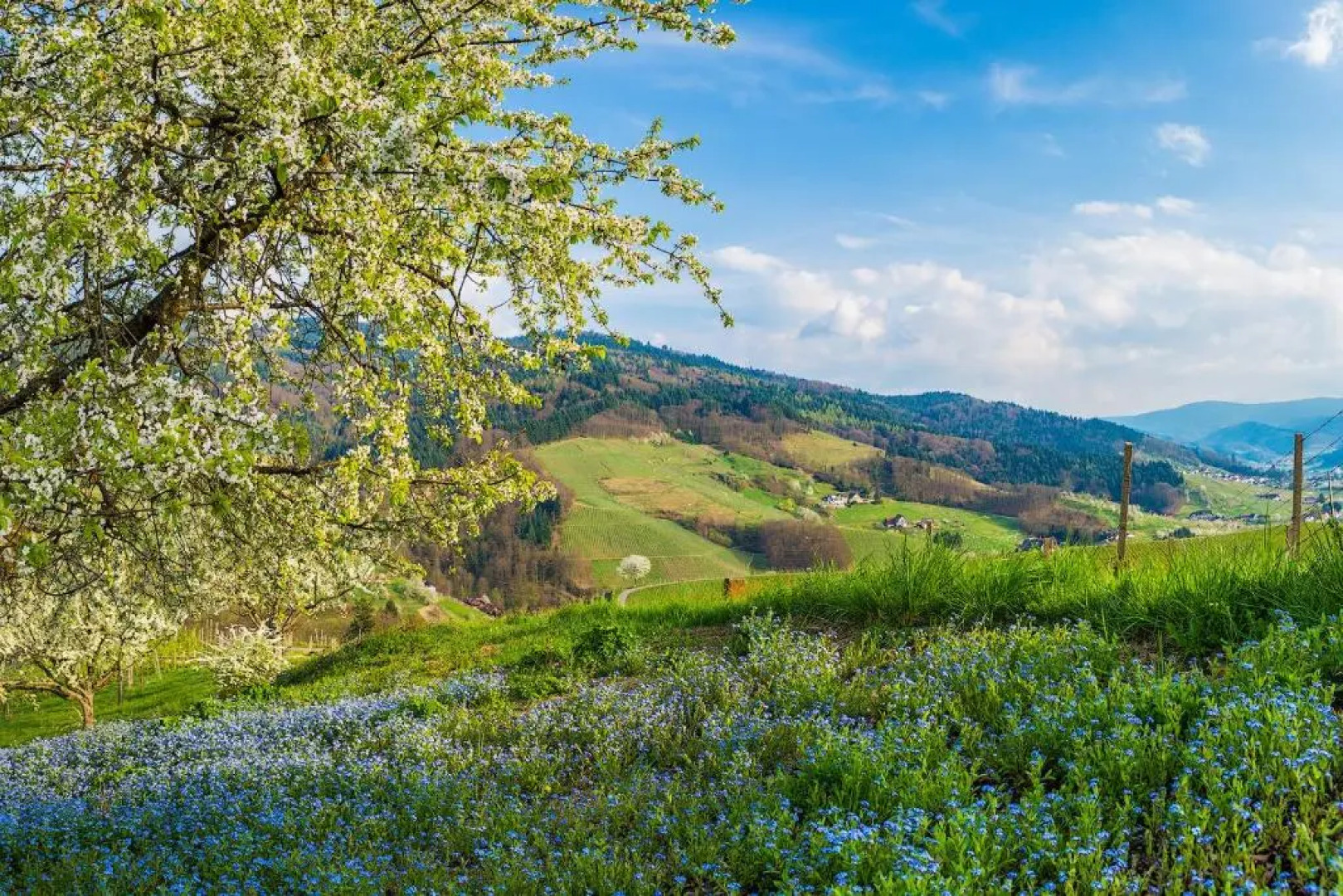Apartment Kirschblüte