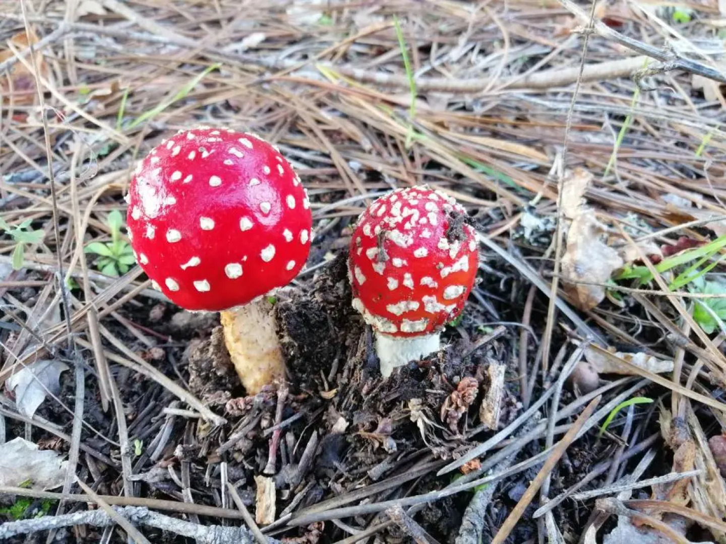 Residencial Mira-Sol