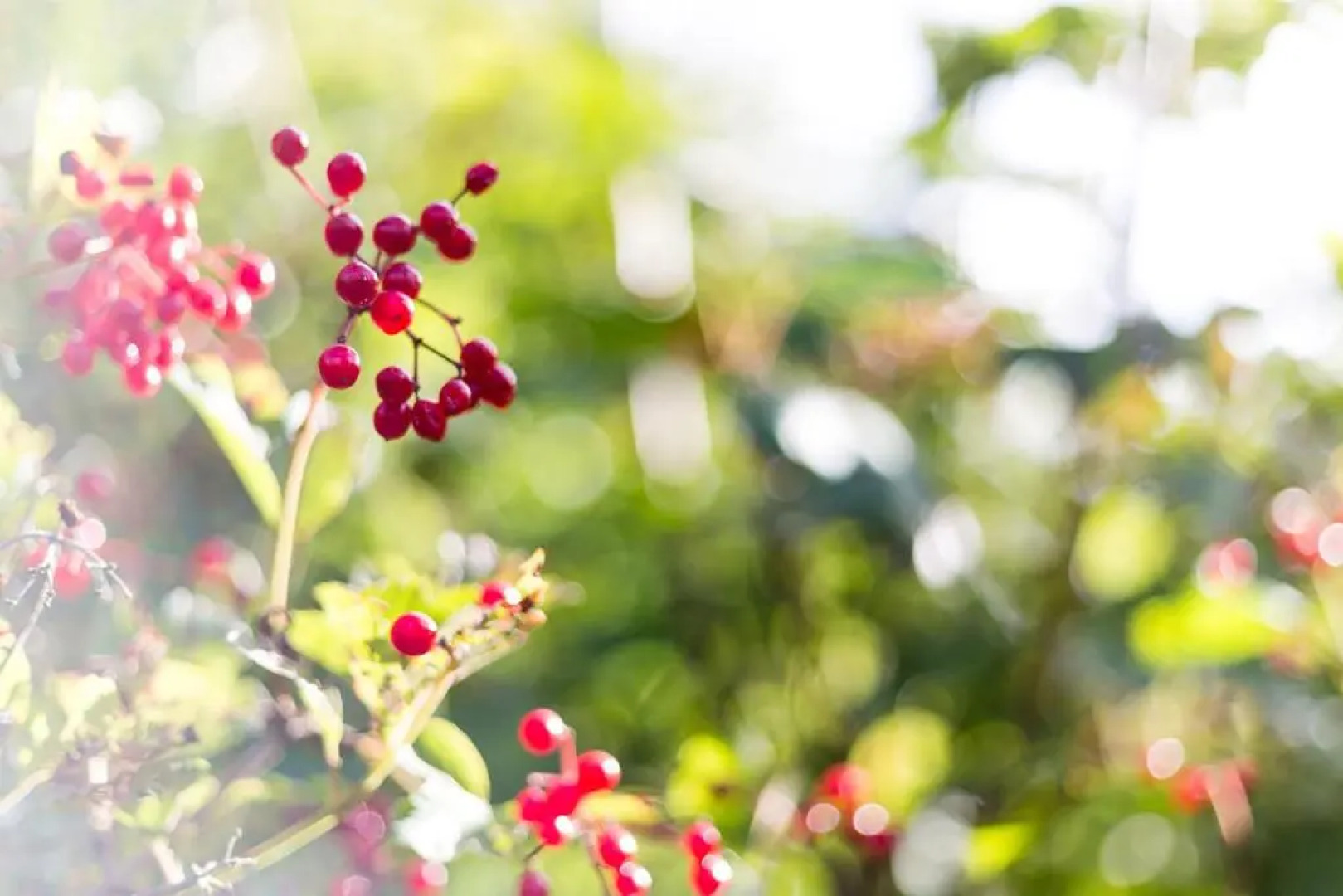 The Retreat, Clematis cottages, Stamford