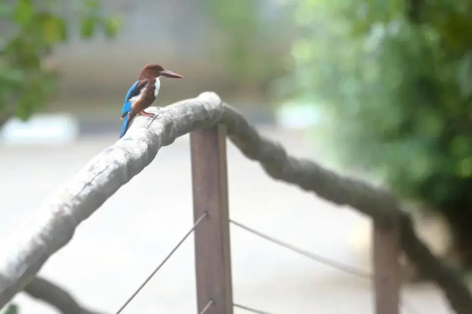 mastodon valley safari resort