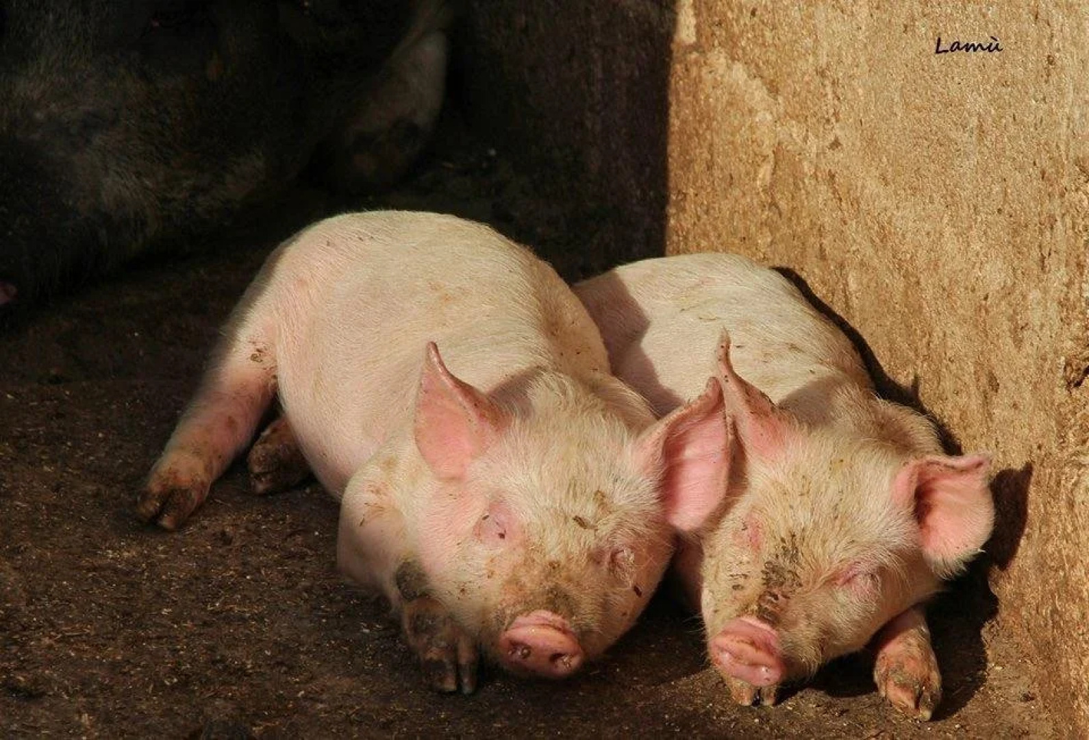 Turismo Rurale Su Cuile