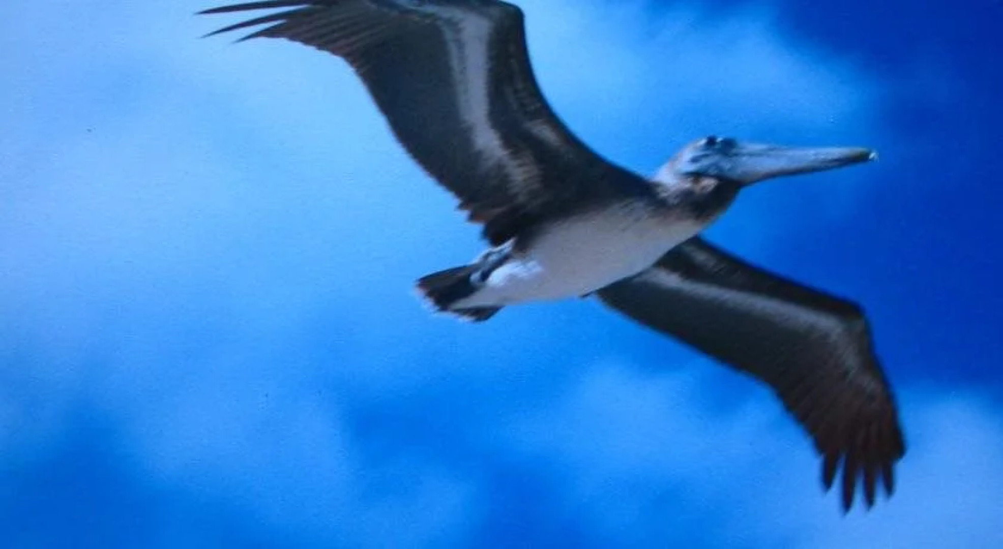 Cabaña Paradis de Colors