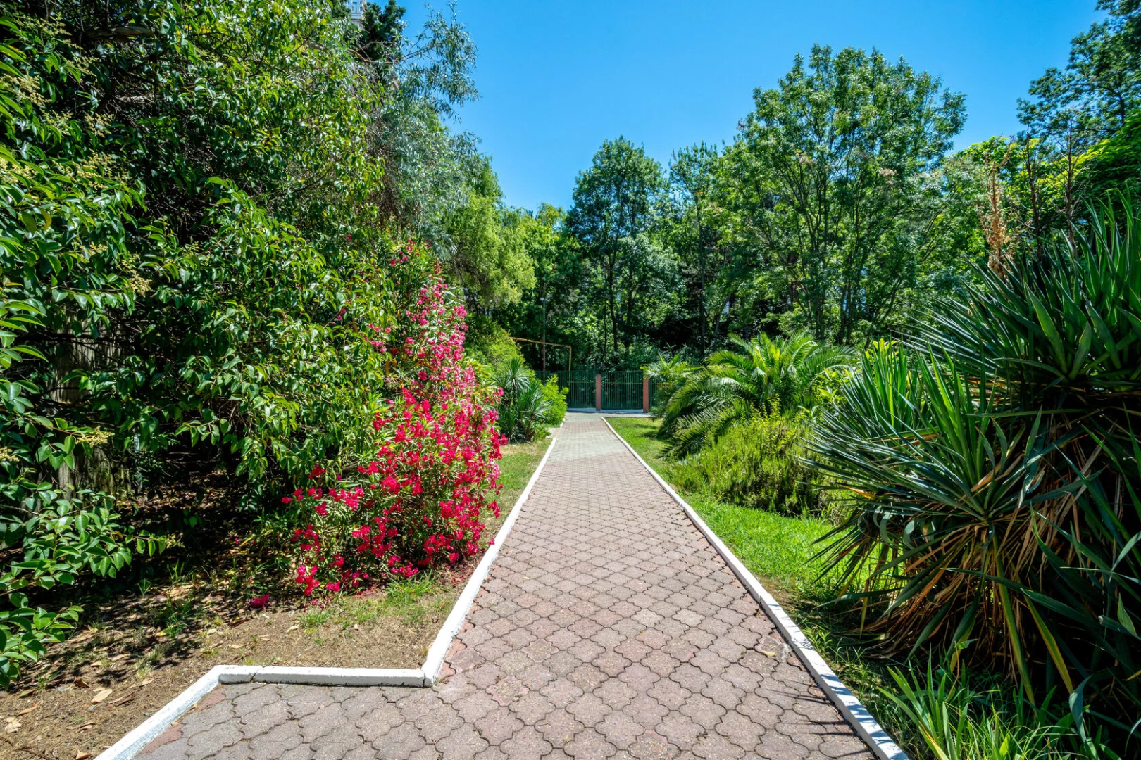 Морская звезда (Сочи)