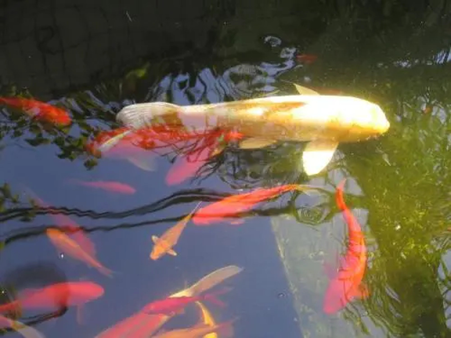 Dekel Guesthouse Hostel Ramat Gan