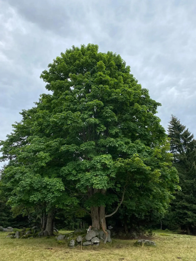 Slunný byt 2 a kk v Jizerkách