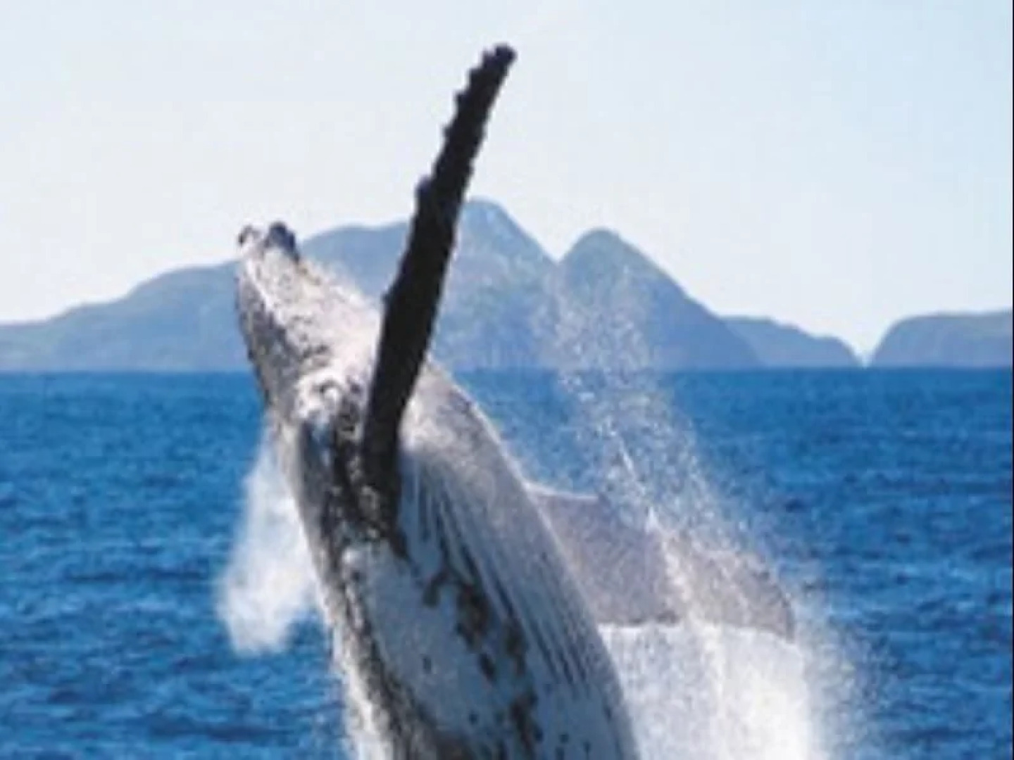 Corlette Palms Motor Inn