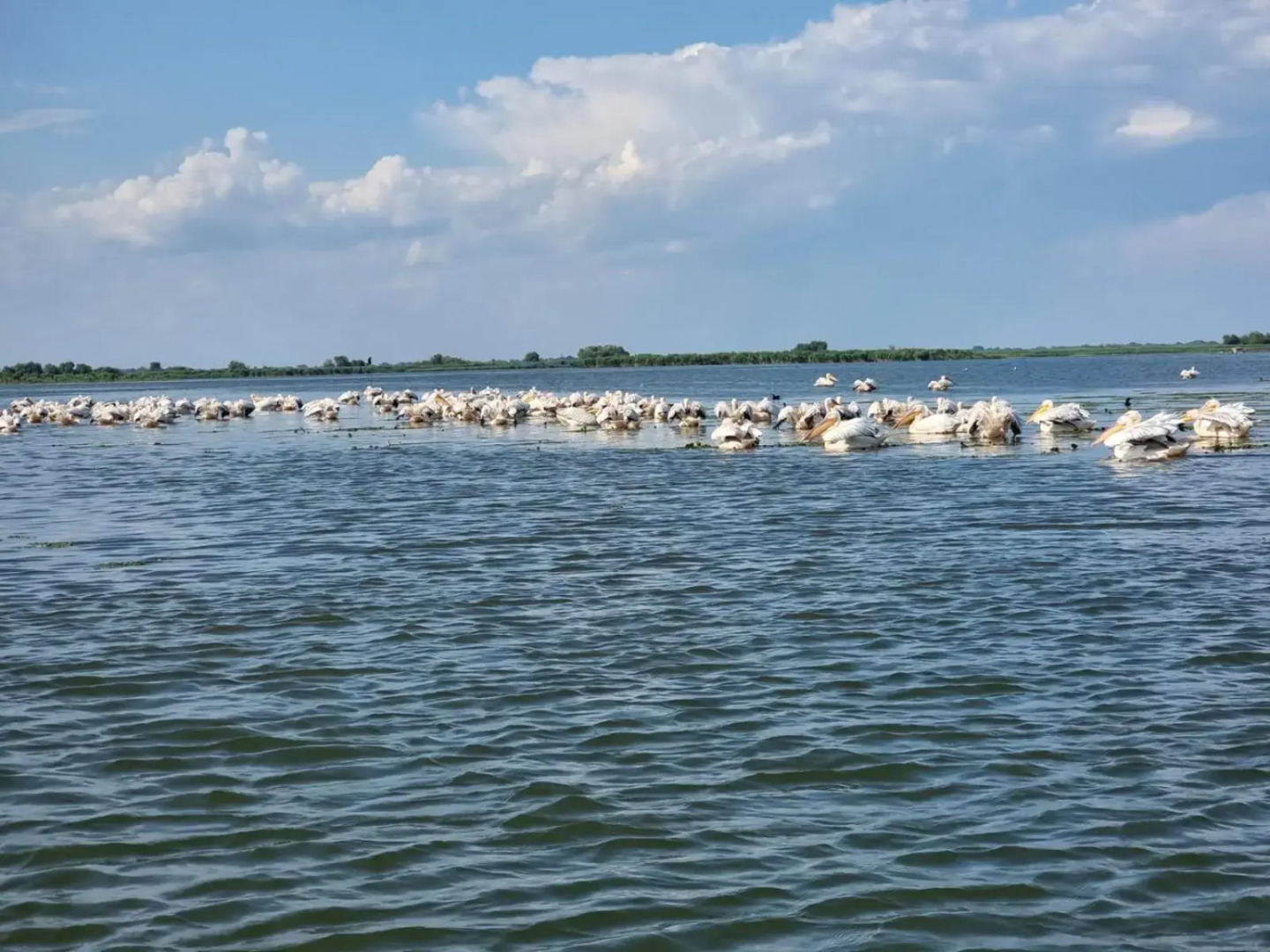 Casa cu Trandafiri Murighiol