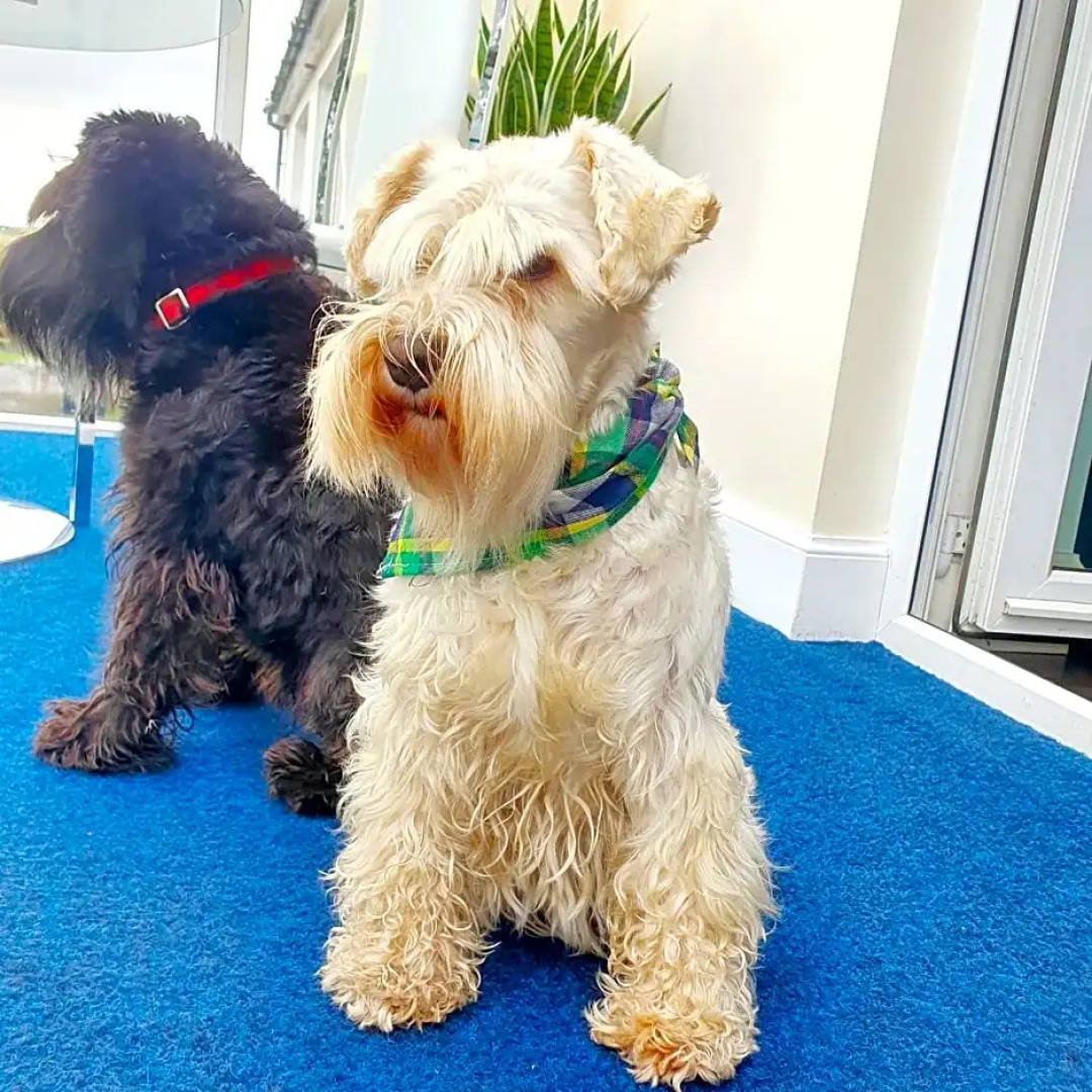 The Green Monkey Lux Suite at The Grumpy Schnauzer B&B Private Hot Tub, Gym, Breakfast, Stunning!