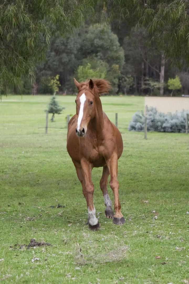Diamond Forest Farm Stay