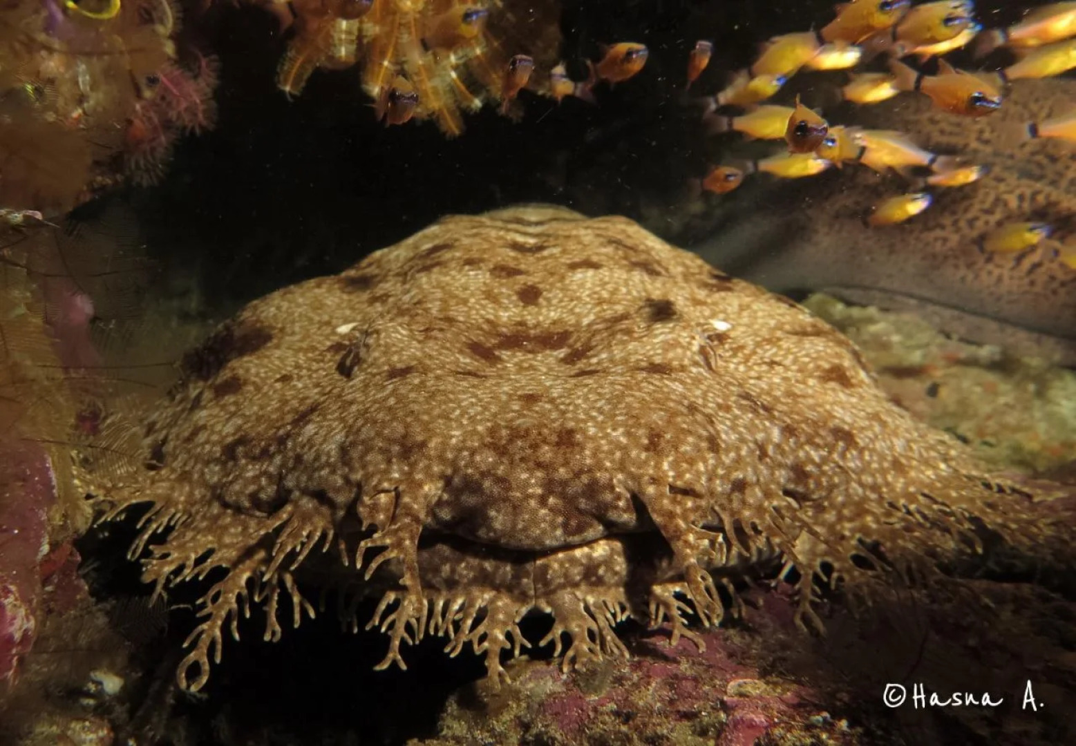 HamuEco Dive Resort Raja Ampat