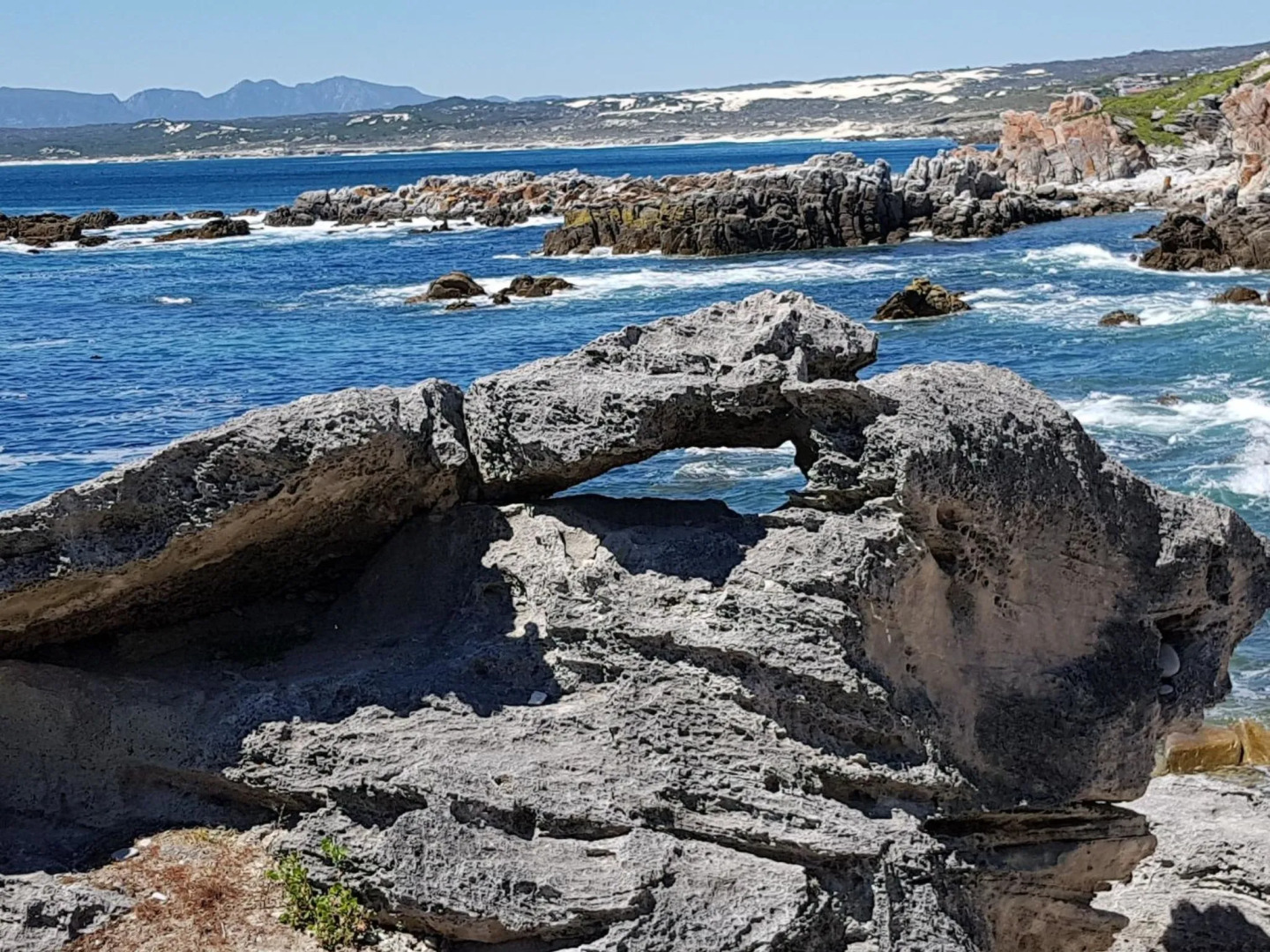 Royal Whale Watching