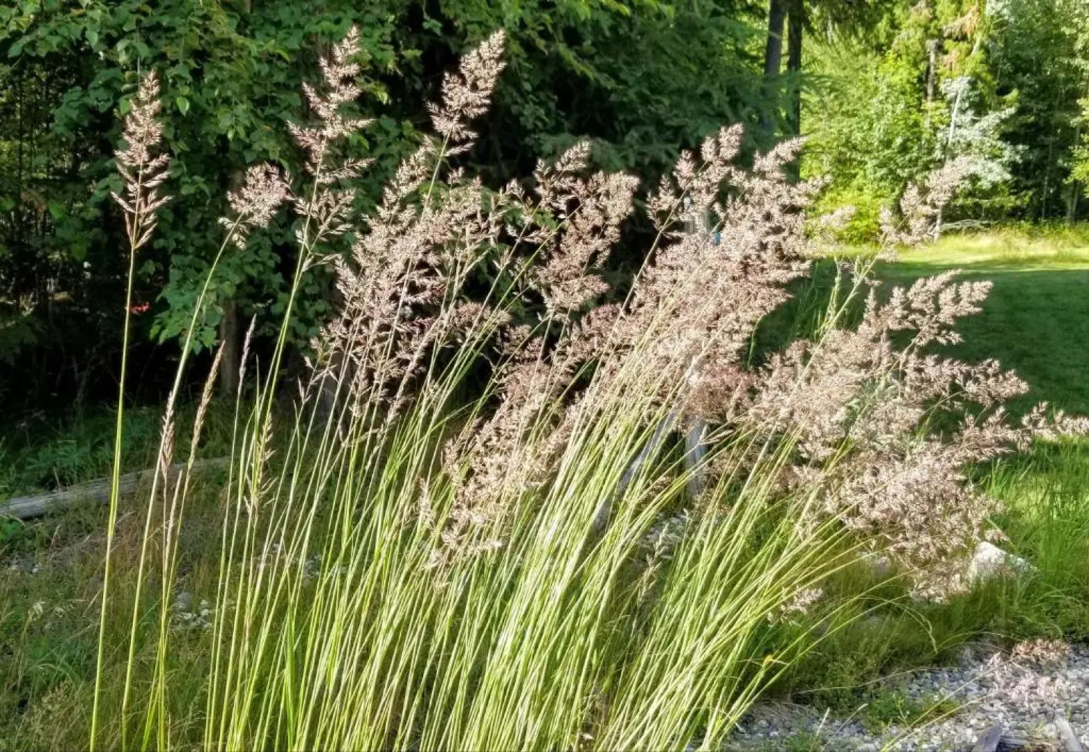 Silver Star Bed and Breakfast