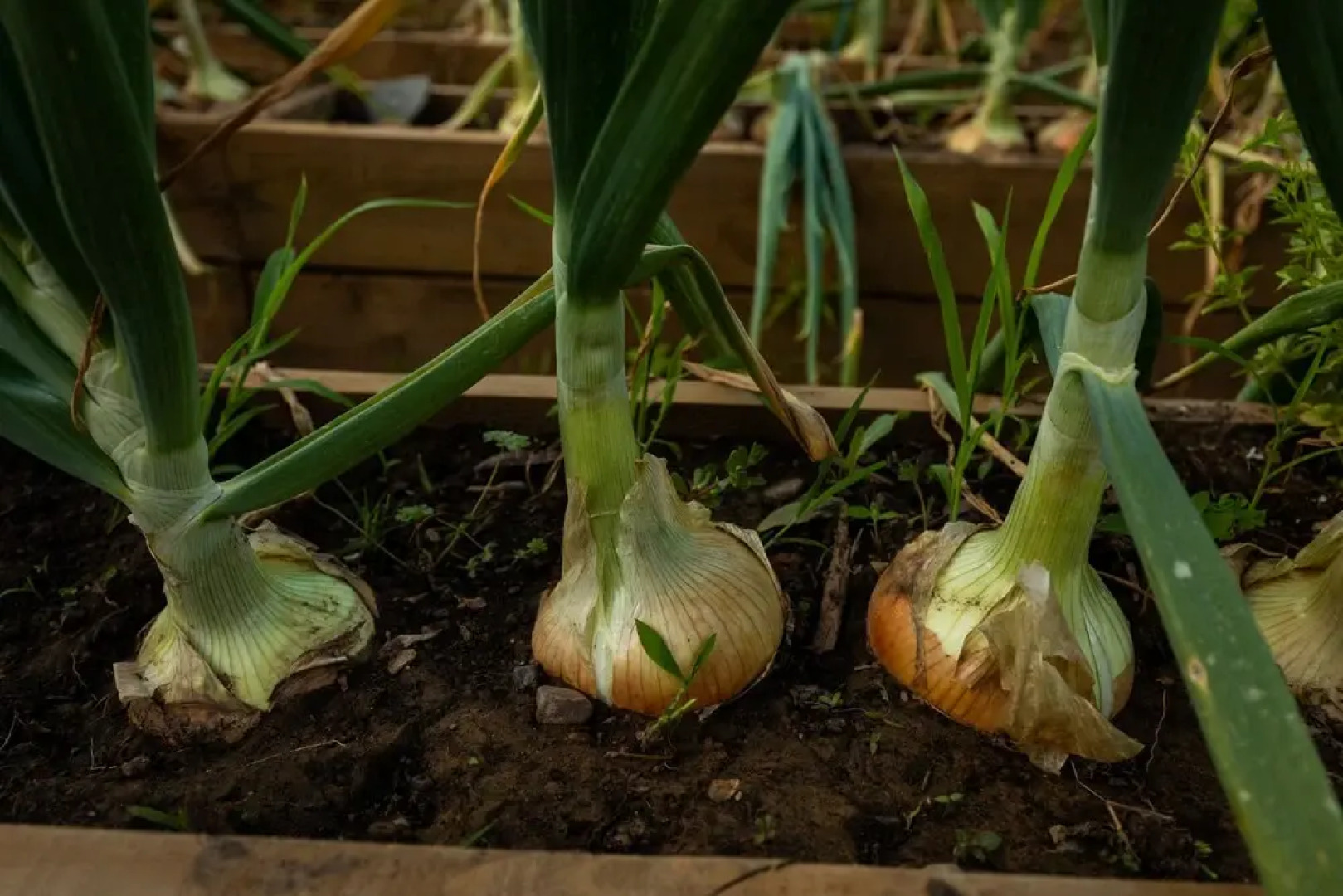 The Rock Suites & Spa