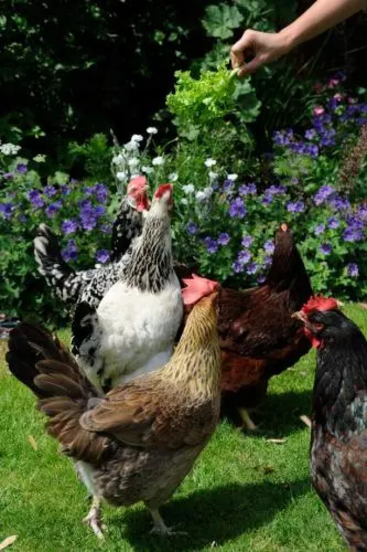 Harrowfields Bed & Breakfast