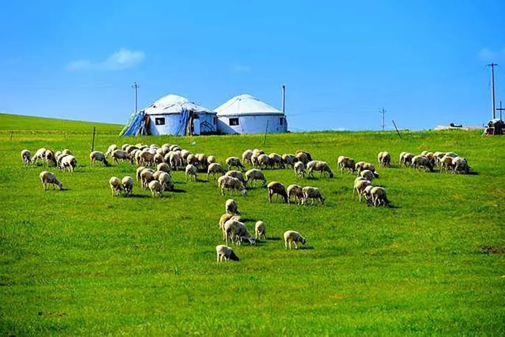 Xilingol Auspicious Horses