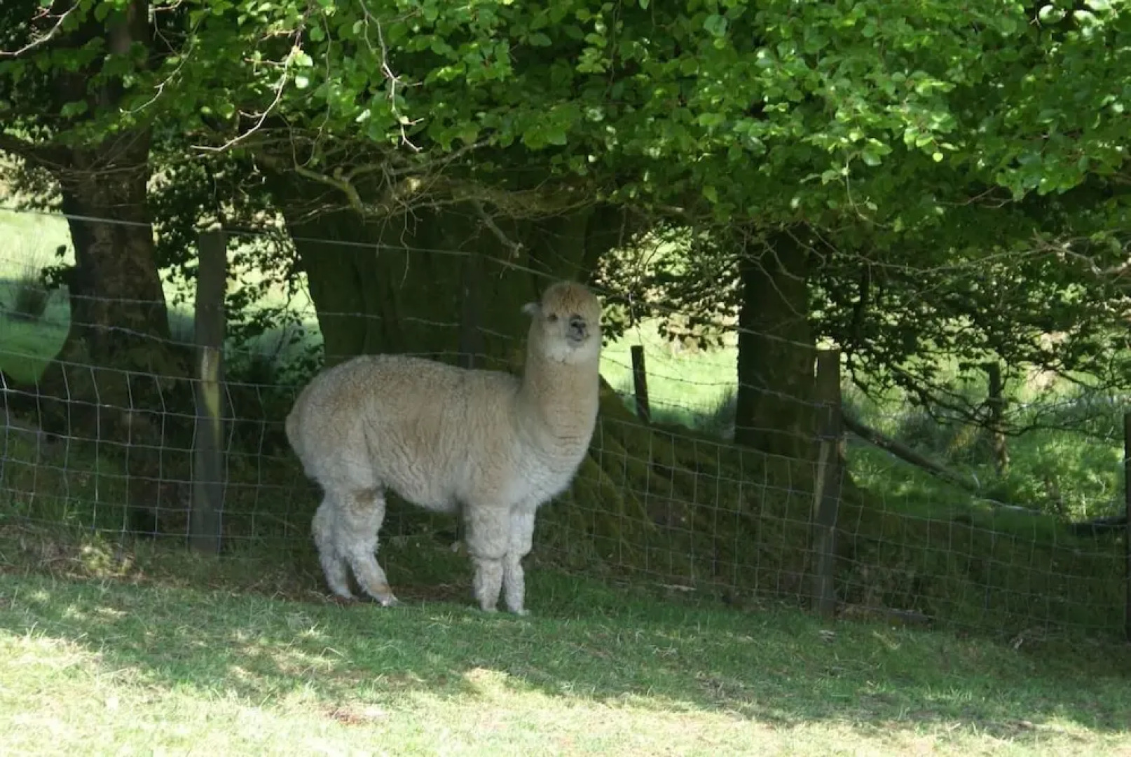 Comfort Cottage Healing