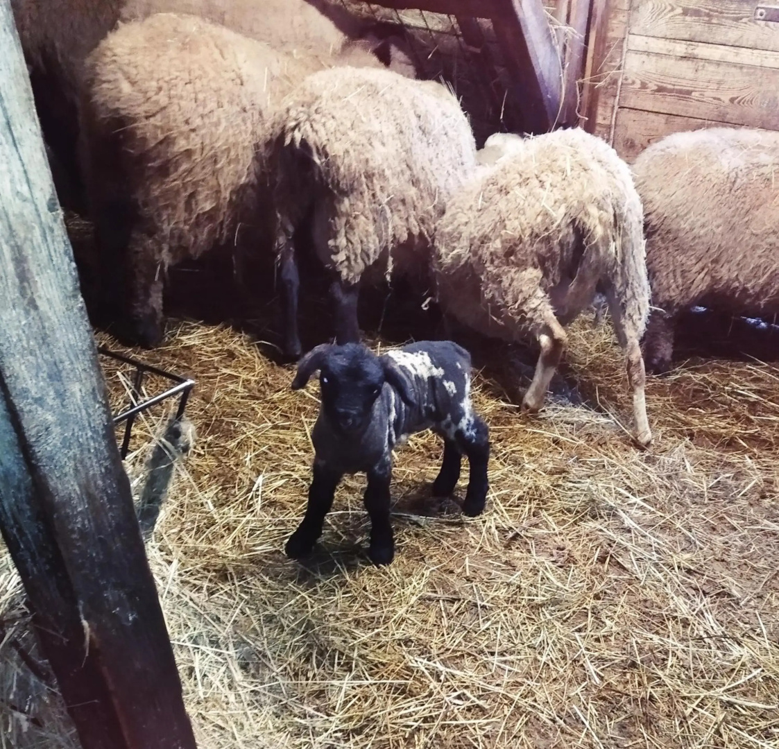 Penzion U Lucerny s malou farmičkou