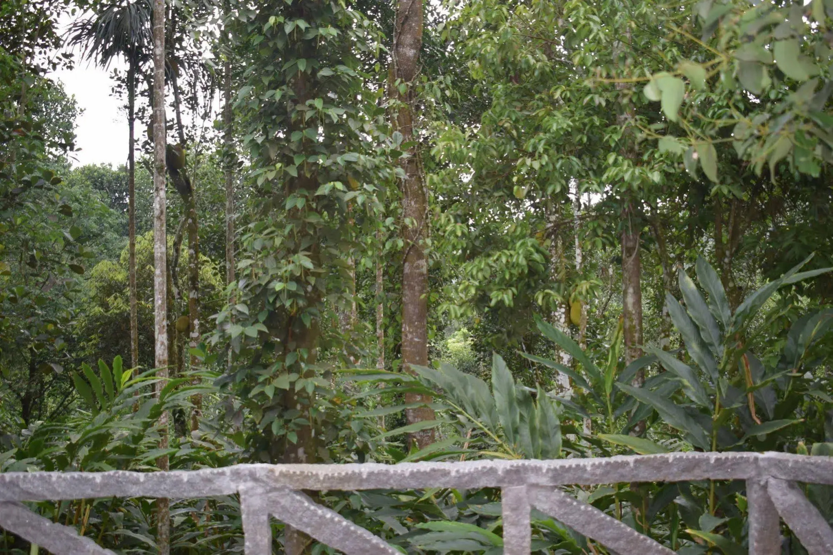 Amritara Shalimar Spice Garden Resort & Spa