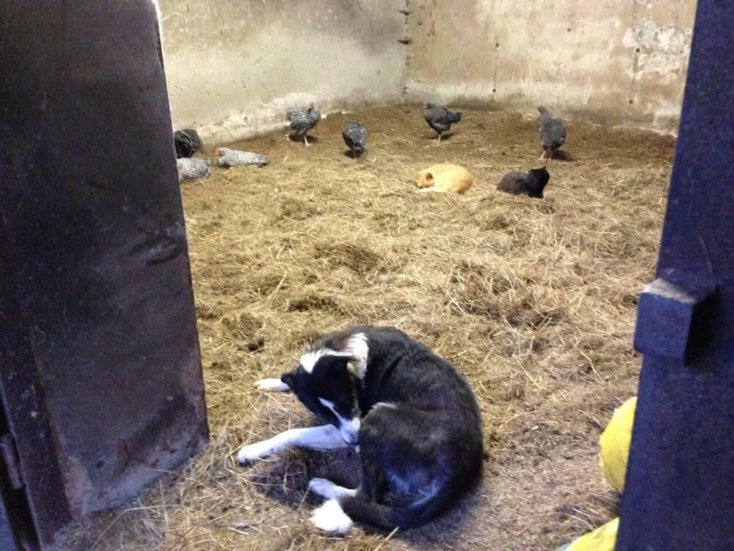 The Mill House at Cwmiar Farm - Relaxing Holidays