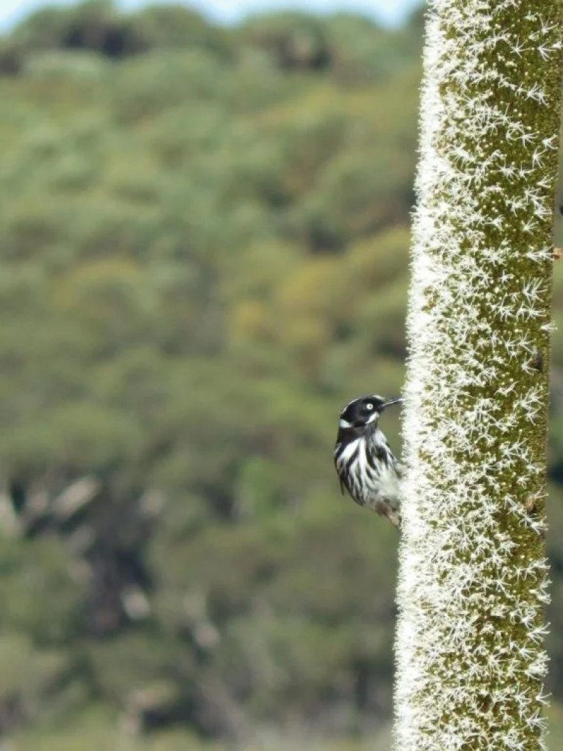 Kangaroo Island Bush Getaway