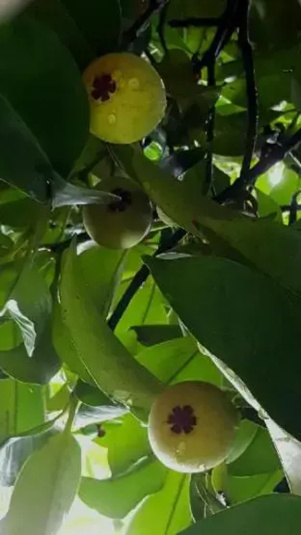 Rabiengdao Garden Homestay