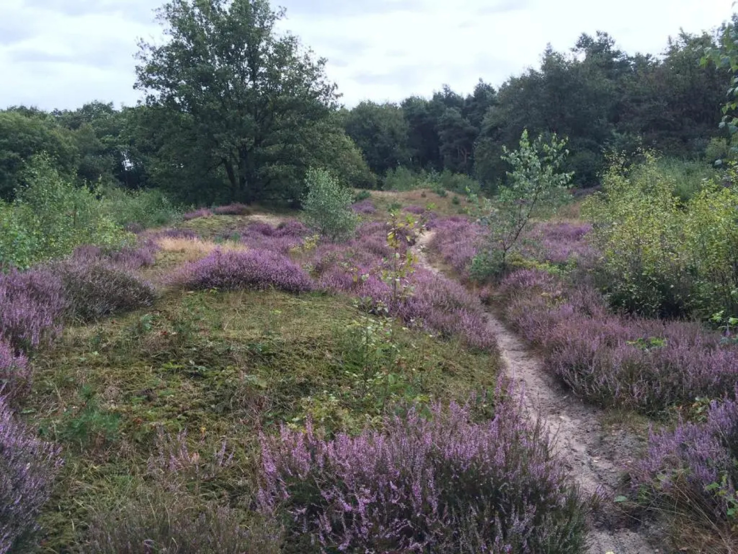Vakantiehuis De Vorster Pastorie