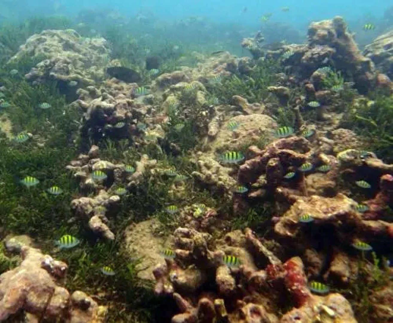 Tropi Turtle Guesthouse