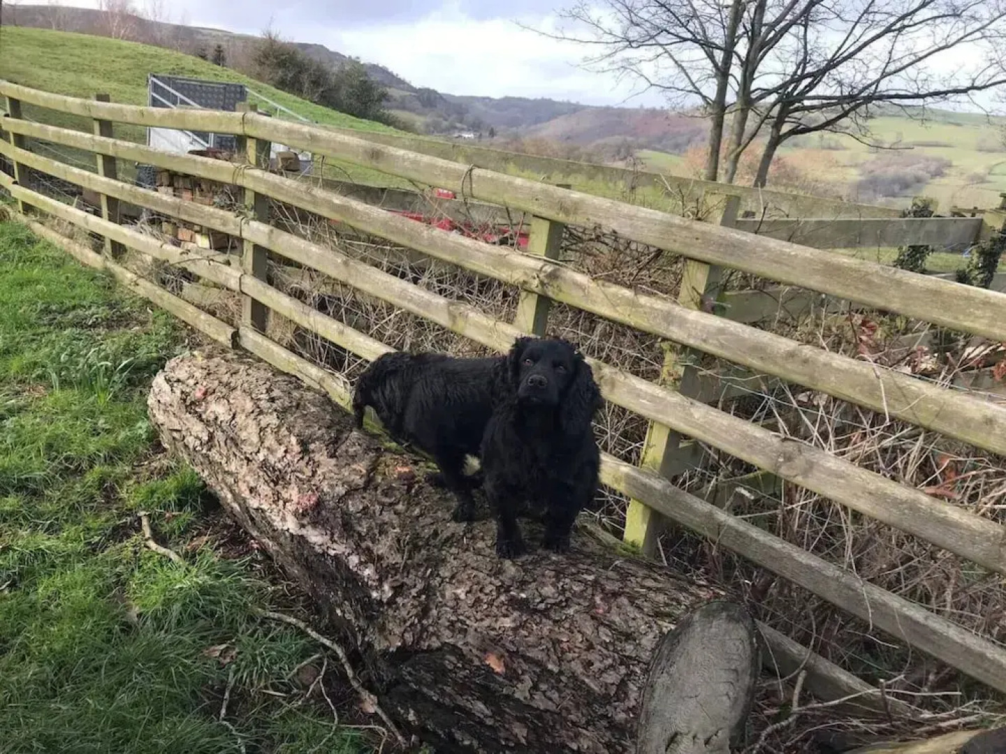 Y Twlc Mochyn - Ecofriendly - Farm Animals