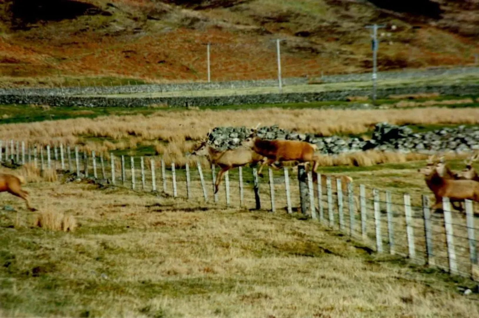 Song of the Sea, Selkie House