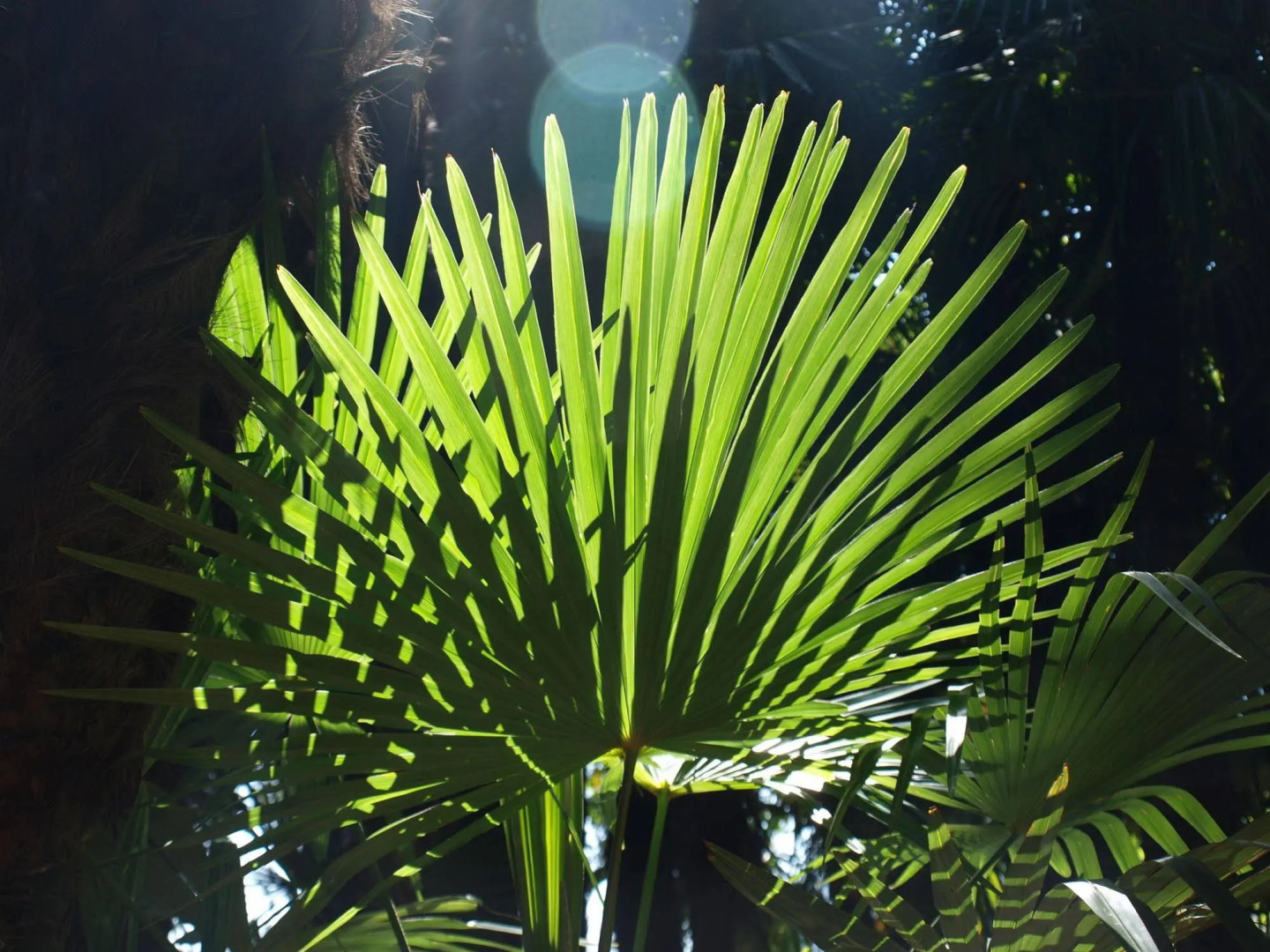 Youth Hostel Lugano Savosa