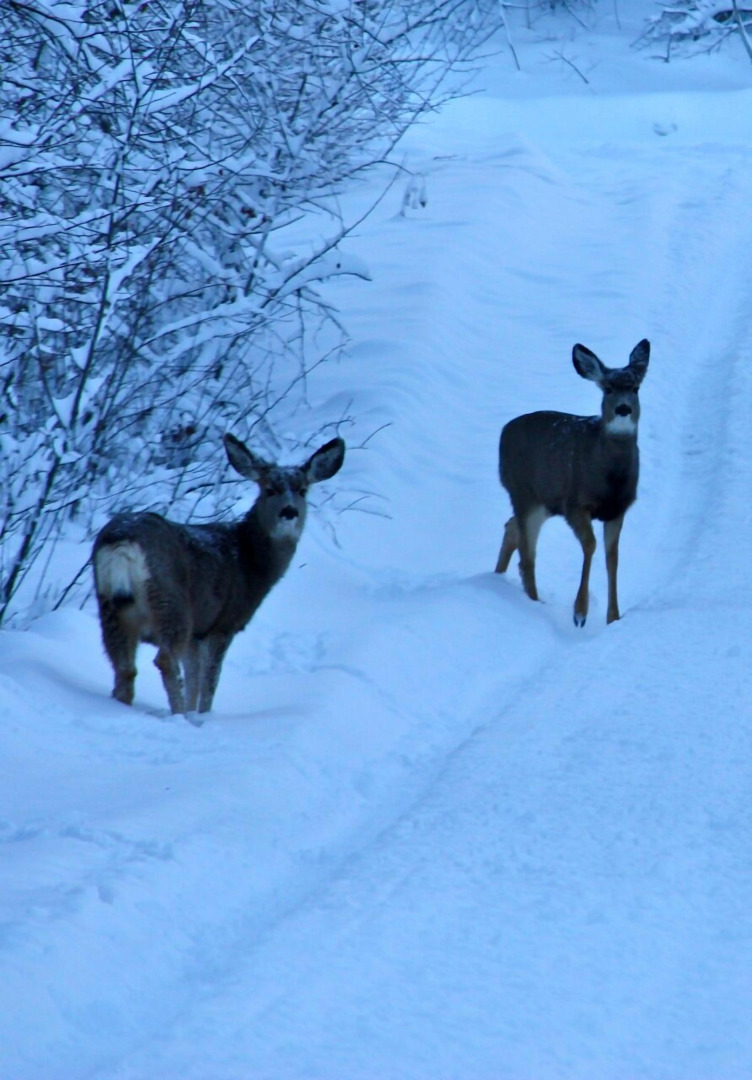 Teton Hostel HideAway