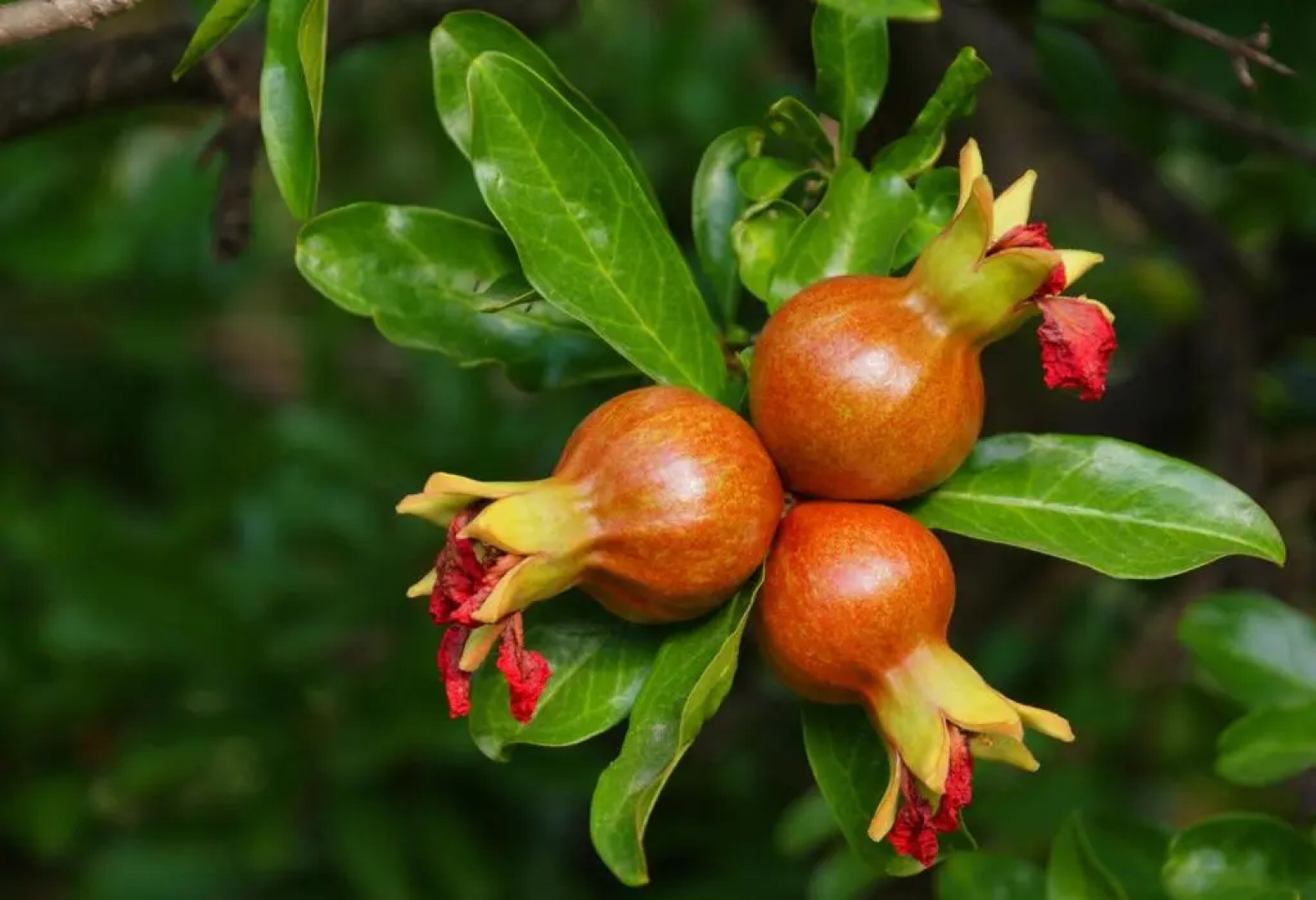 Domus Agricolae Corallina