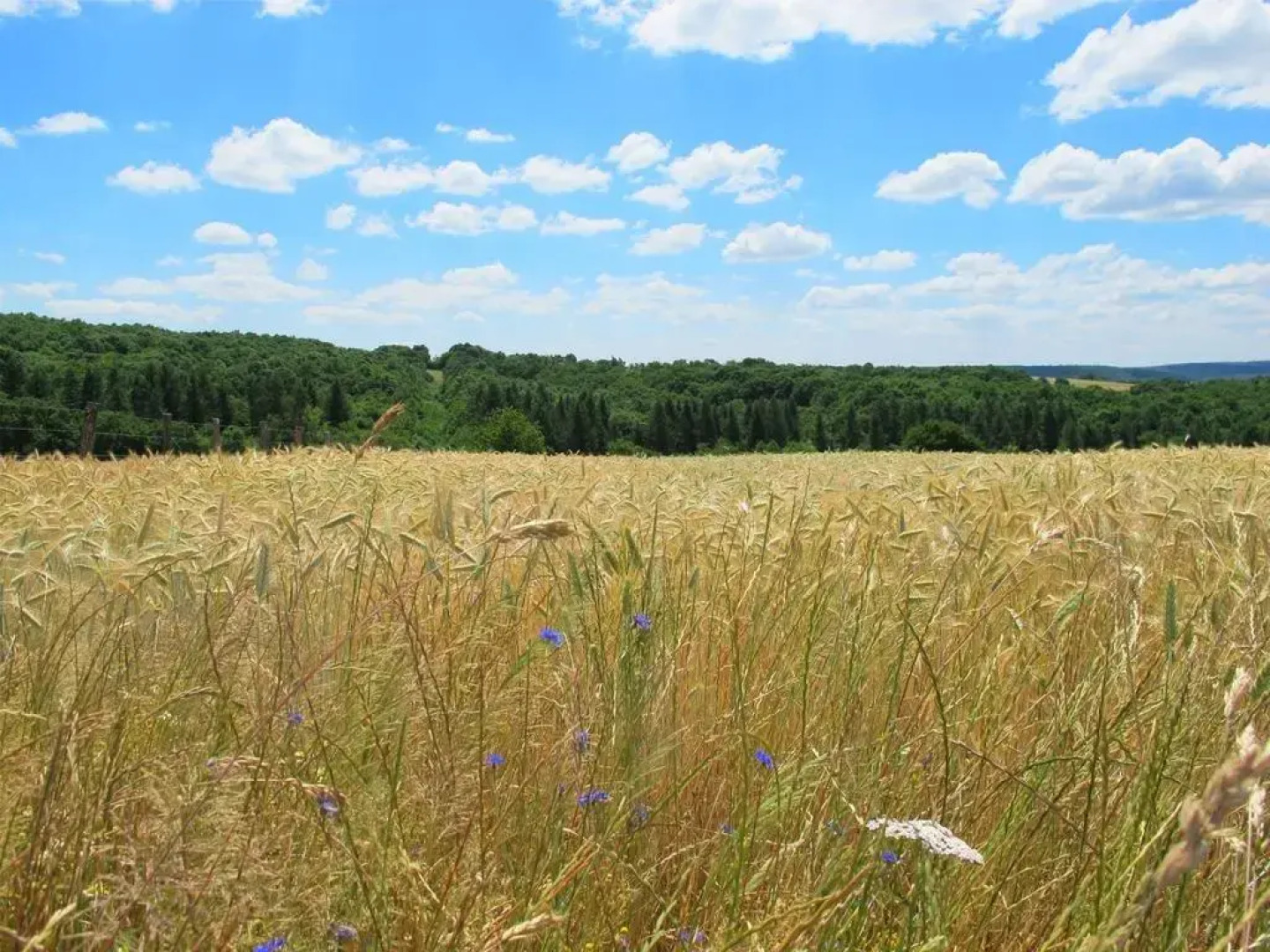 Maison du Cheval Blanc