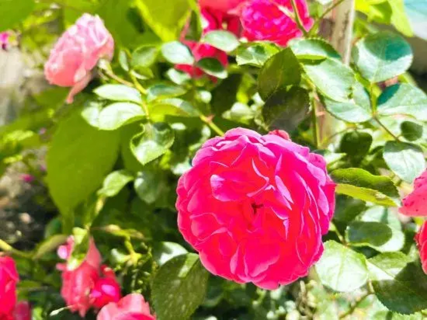 Turks xiangmo Homestay (Lijie Branch)