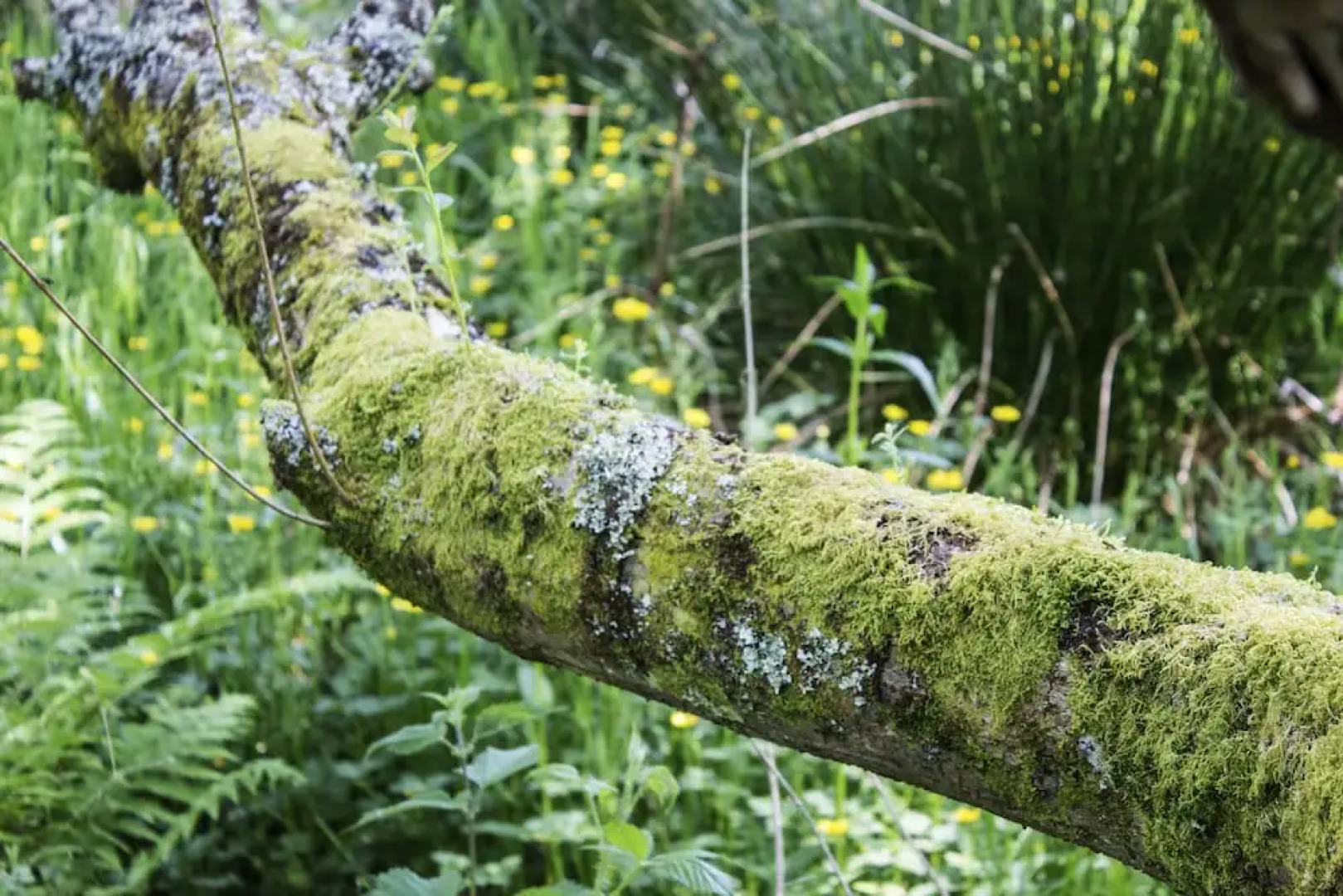 Waunwthan: B&B Suites