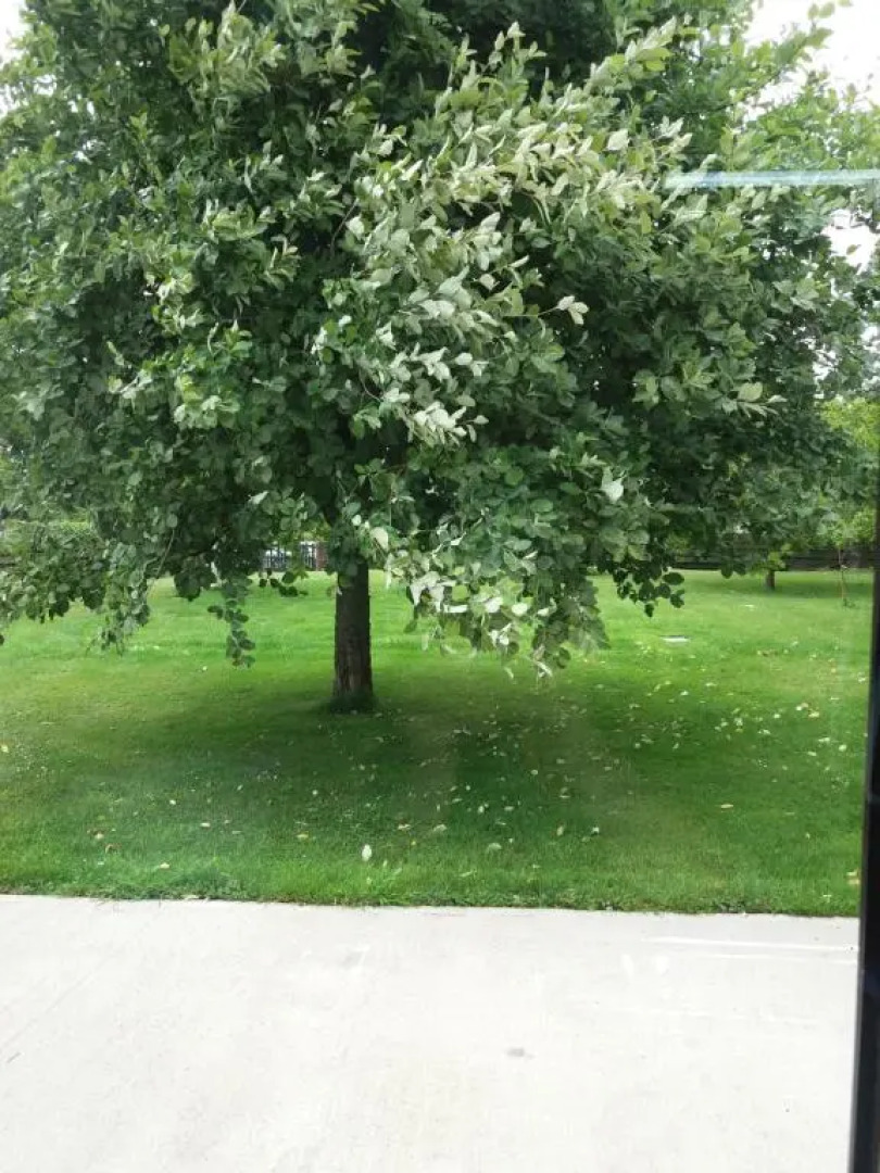 Lettermore 1 Apartment