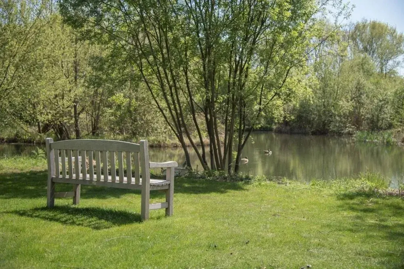 Laurel Lodge Kingfishers