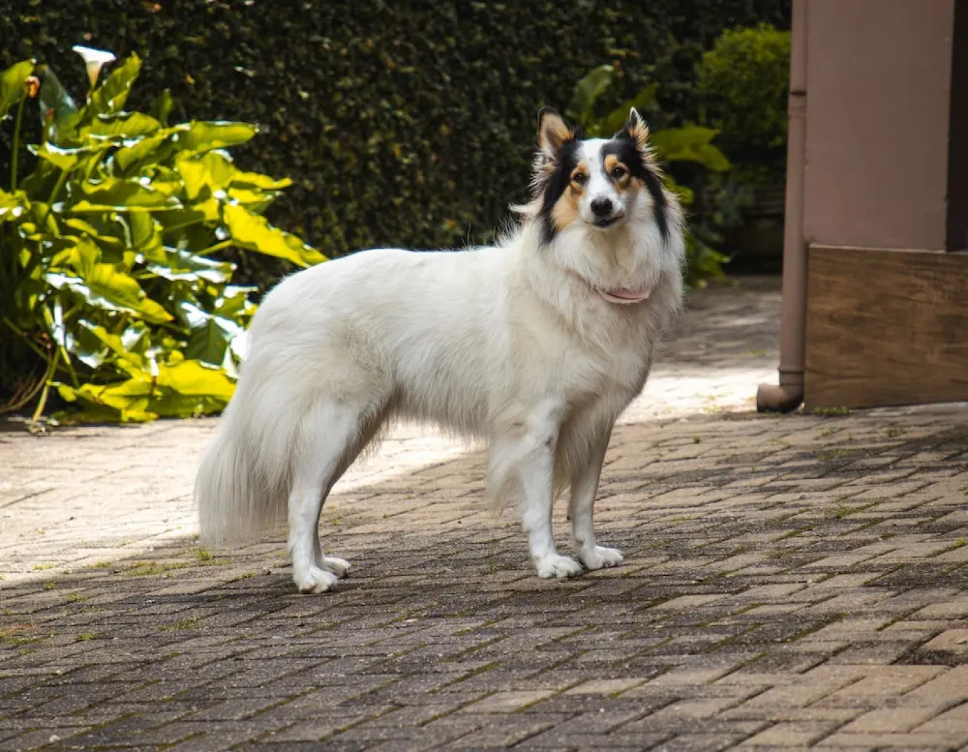 Pousada das Araucárias