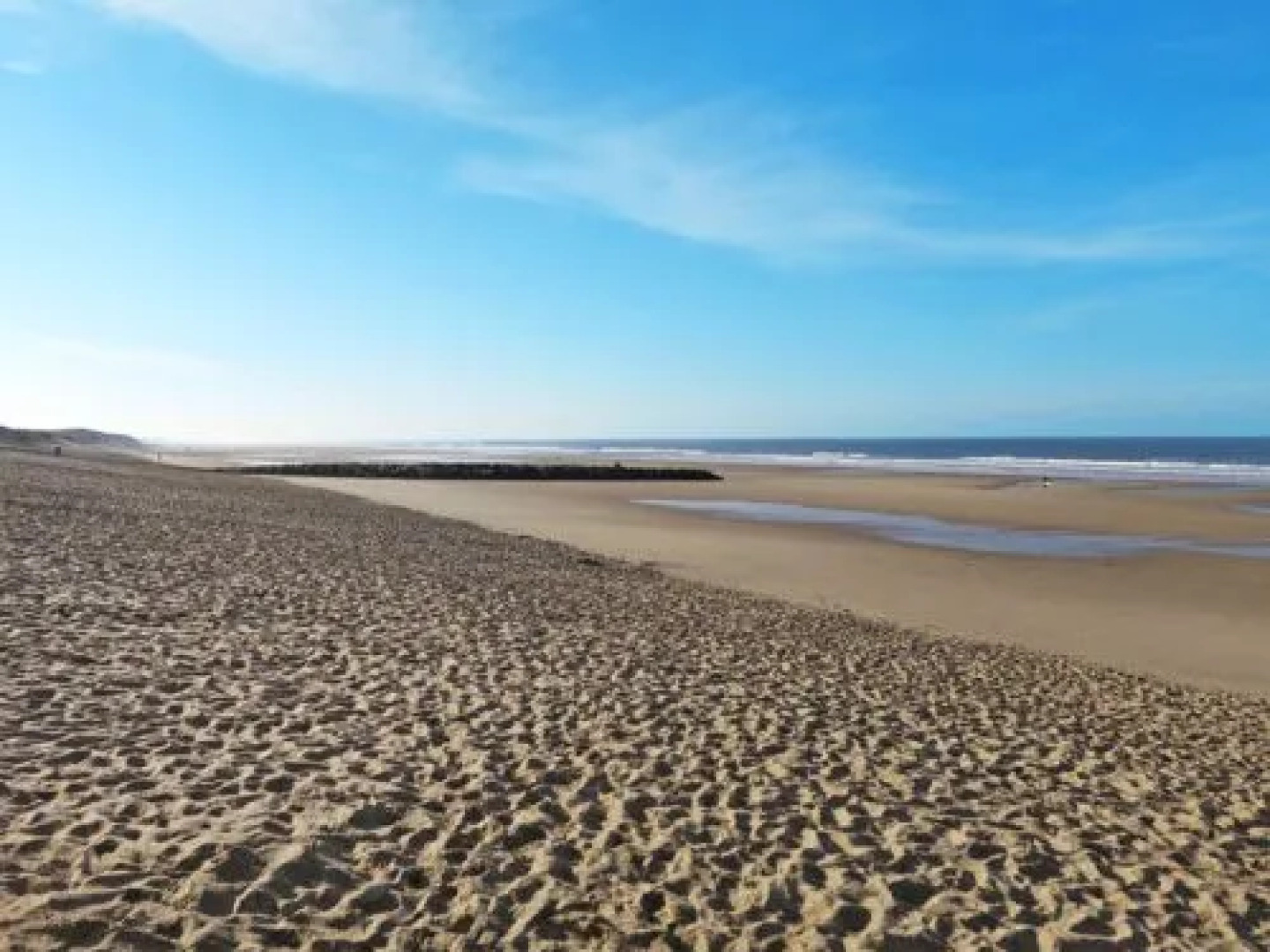 LES PINS DE LOCéAN (MVT195)