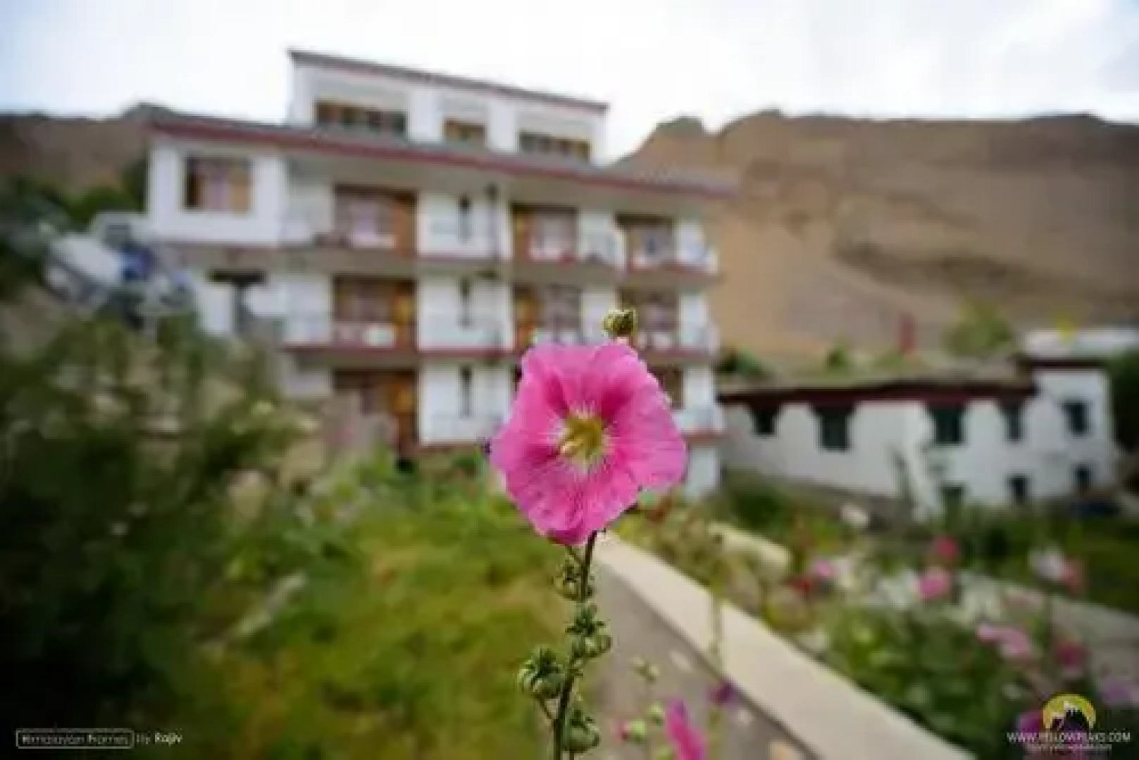 The Nomad's Cottage - Chicham/Kibber Spiti Valley