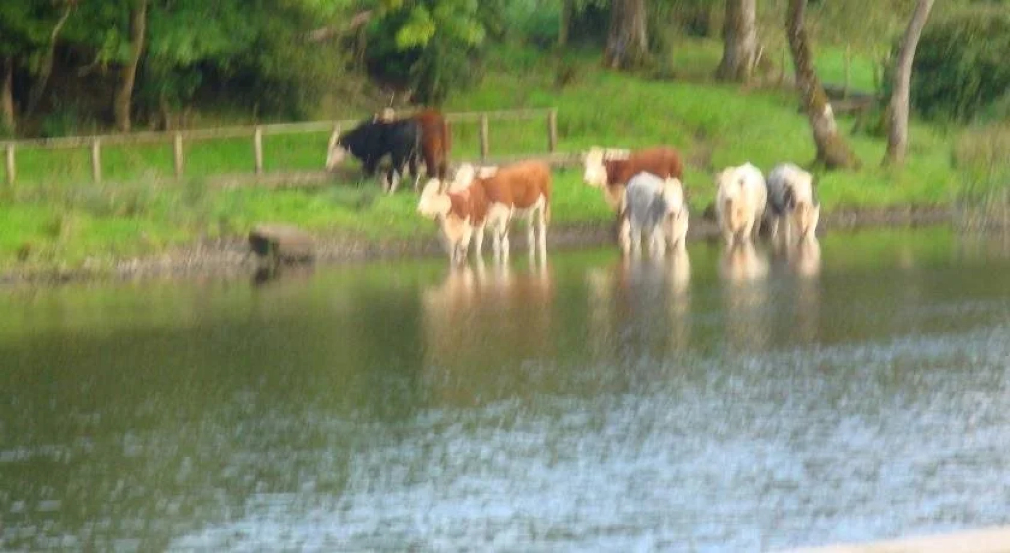 Corrigans Shore House