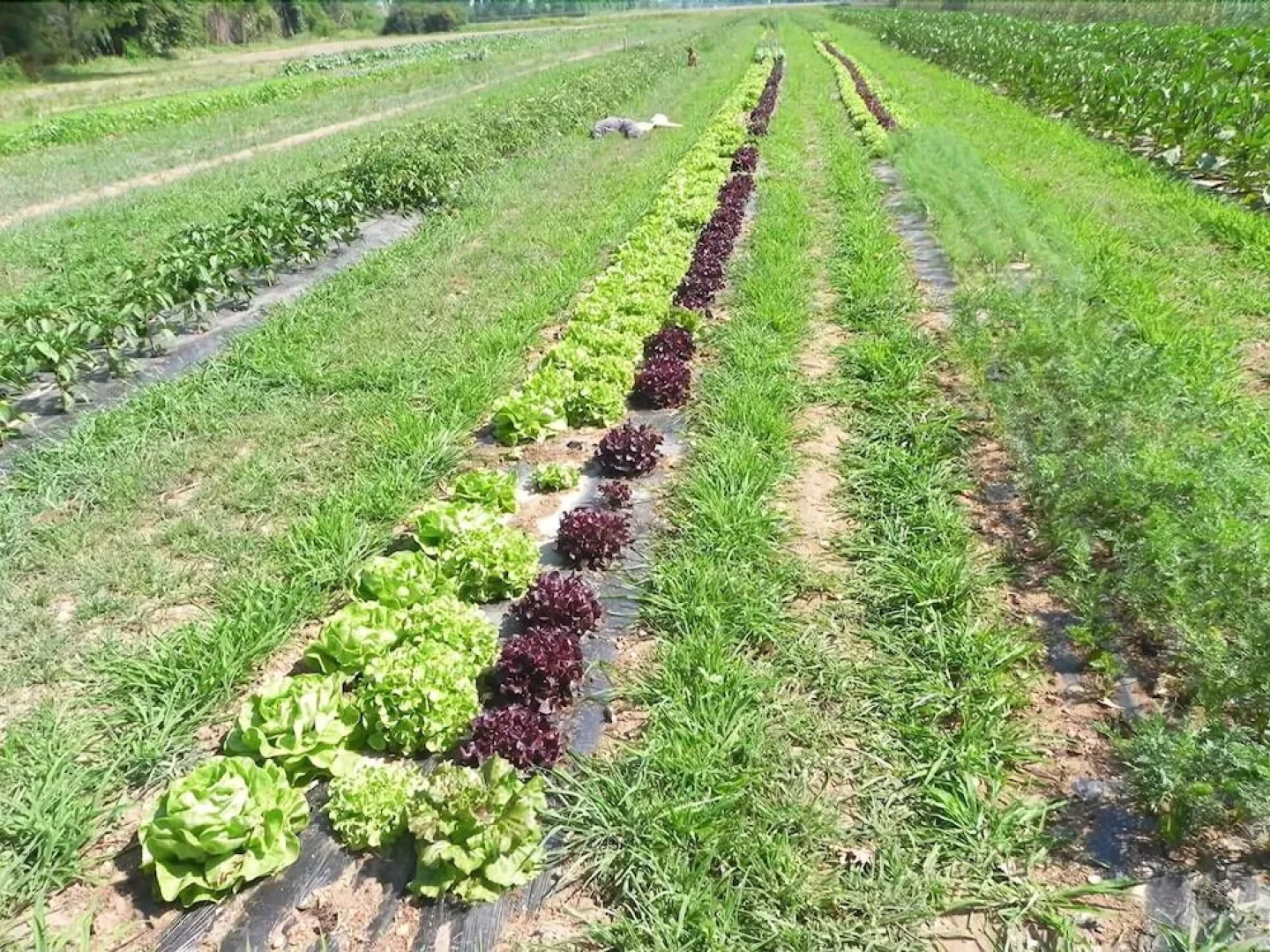 Agriturismo Cascina Poscallone