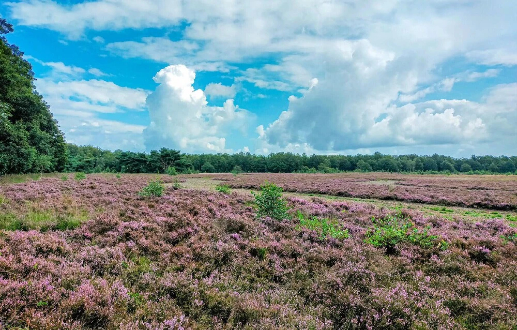 Nice Home in Schoonloo With 1 Bedrooms, Wifi and Outdoor Swimming Pool