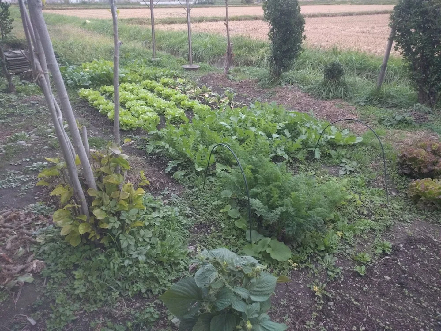 Tomo's hut in Japanese old style