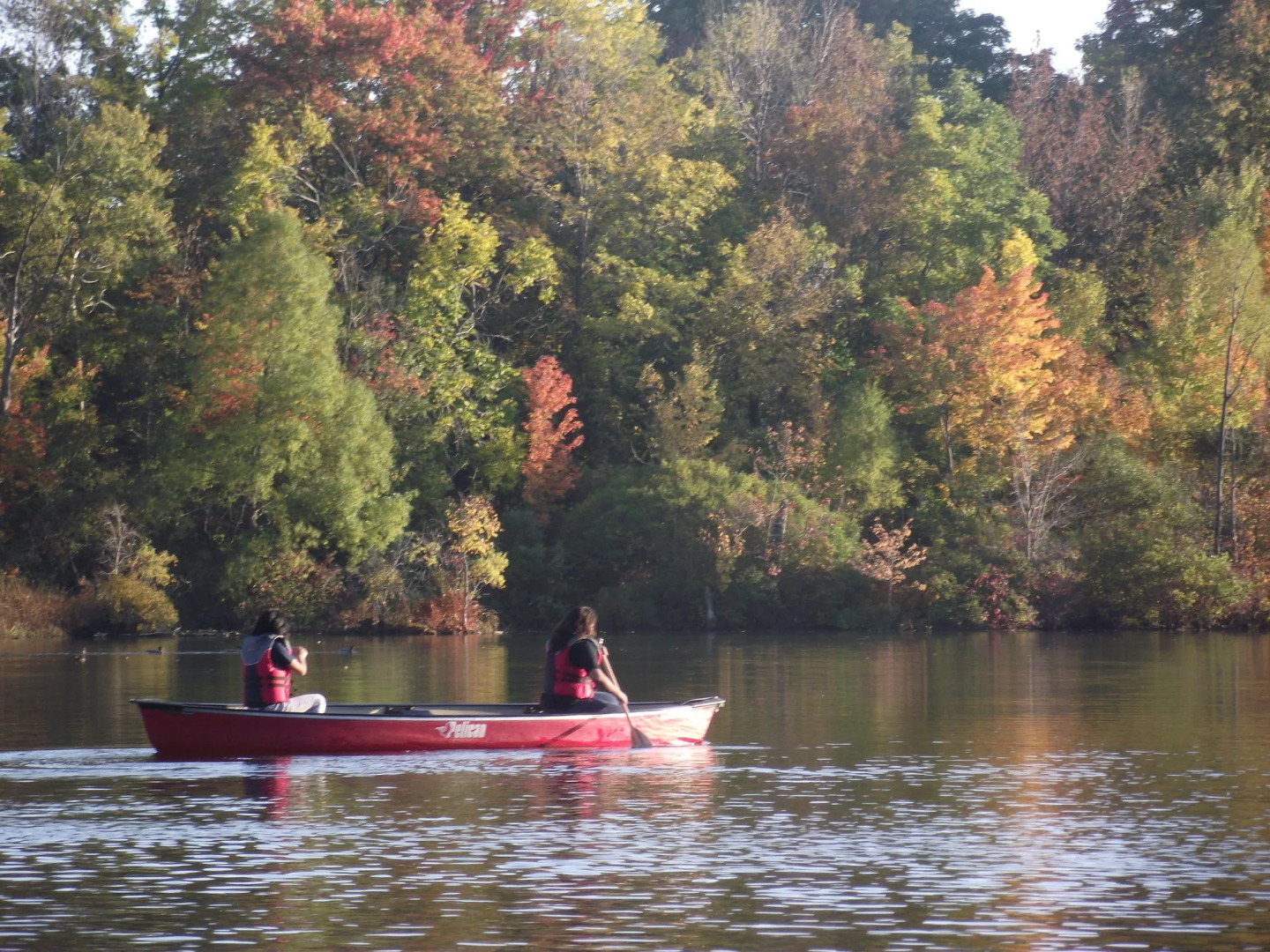 Forest Motel & Woodland Retreat