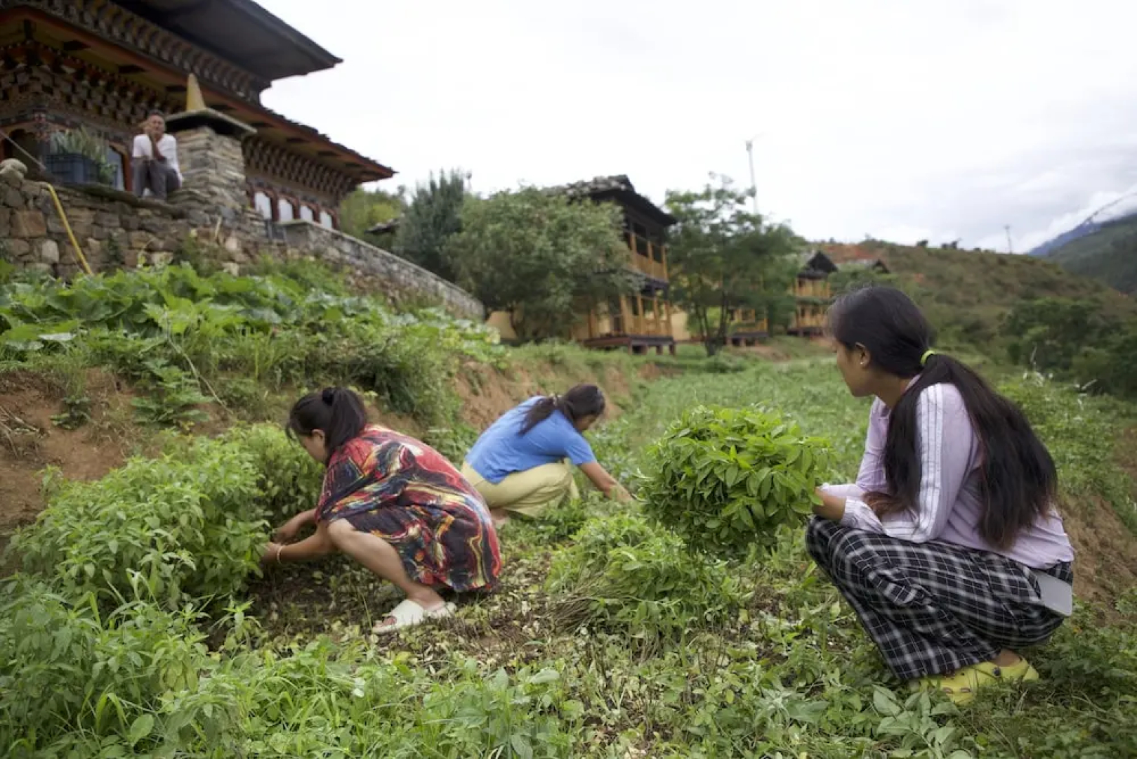 Wangdue EcoLodge
