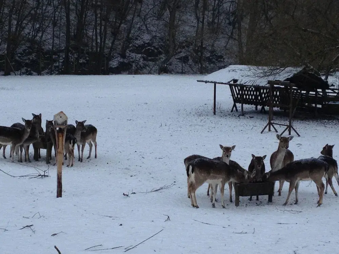 Отель Forsthaus