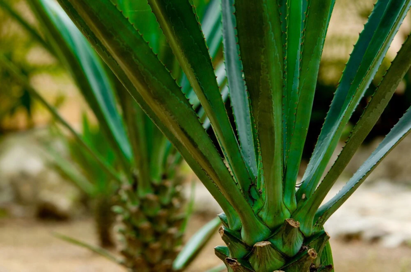 Villa Tortugas Residence