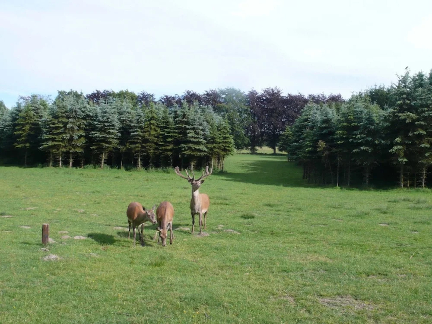 Mansion in Beauplateau Near Forest